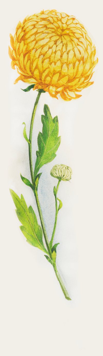 Fleur de chrysanthème, dessin - John Ward Dunsmore