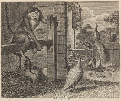 Le babouin et la volaille - W. Grainger