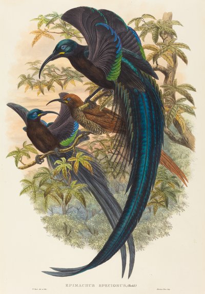 Epimachus speciosus (Oiseau de paradis à bec en faucille) - W. Hart