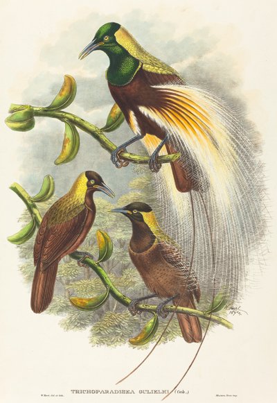 Trichoparadisea Gulielmi - W. Hart