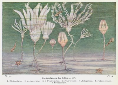 Lys de mer du Carbonifère - W. J. Stokoe