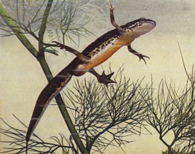 Triton crêté, mâle, Molge palmata - W. J. Stokoe