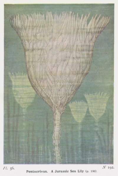 Pentacrinus, un lys de mer jurassique - W. J. Stokoe