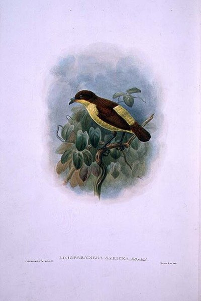 Loboparadisea serica, Oiseau de paradis à bec d