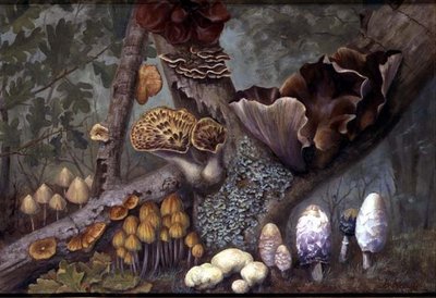 Champignons dans la forêt - W. Neville