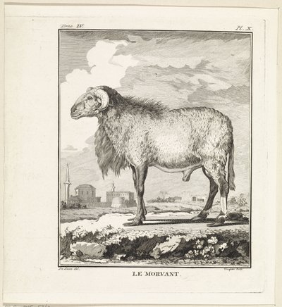 Bélier - W. Tringham
