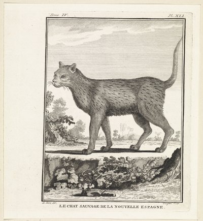 Le chat sauvage de la Nouvelle-Espagne - W. Tringham