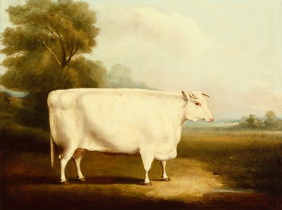 Un bouvillon à cornes courtes dans un champ - W Willoughby
