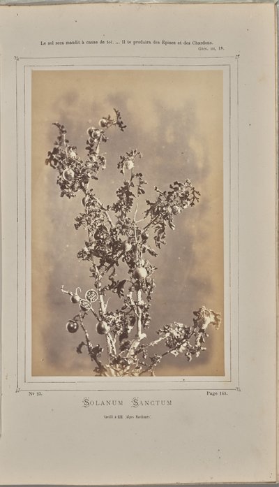 Solanum sanctum, cuelli à Èze (Alpes-Maritimes) - W. de Bray