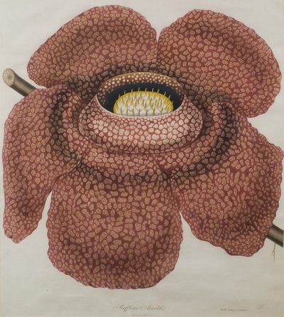 Fleur de Rafflesia arnoldii - Waldell