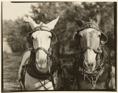 [Deux mules, comté de Hale, Alabama] - Walker Evans