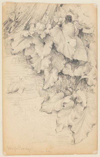 Étude de plantes au bord de l