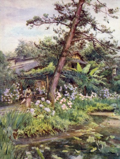 Hortensias dans le jardin de thé à Nichi Otani, Kyoto - Walter Frederick Roofe Tyndale