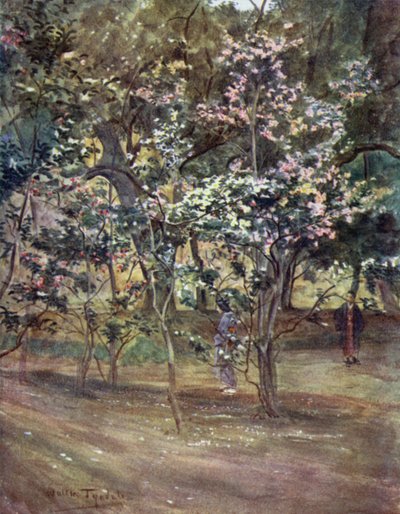 Camélias simples au parc Ueno, Tokyo - Walter Frederick Roofe Tyndale
