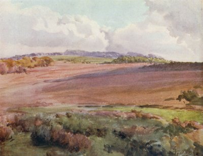La Nouvelle Forêt : À travers Malwood Walk de la route vers Fritham - Walter Frederick Roofe Tyndale