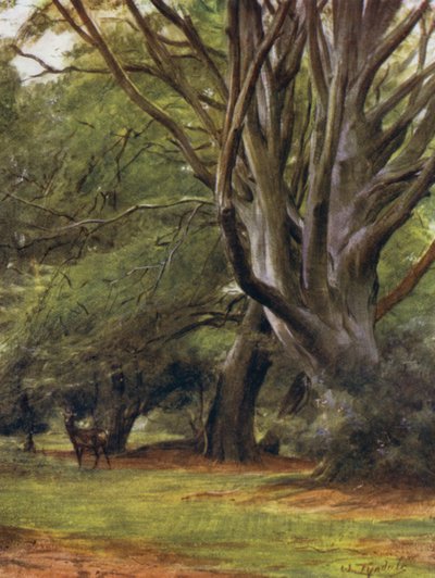 La Nouvelle Forêt : Bois de Penerley - Walter Frederick Roofe Tyndale