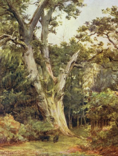 La Nouvelle Forêt : Le roi à Boldrewood - Walter Frederick Roofe Tyndale