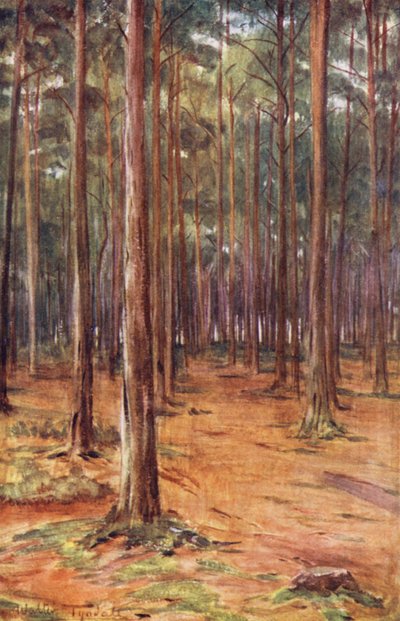 Wessex : Forêts de pins près de Bournemouth - Walter Frederick Roofe Tyndale