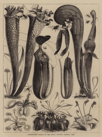 Plantes Carnivores dans les Jardins Botaniques Royaux, Kew - Walter Granville Smith