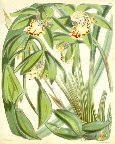 Cymbidium hookerianum - Walter Hood Fitch