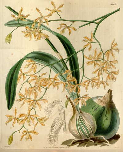 Encyclia candollei - Walter Hood Fitch