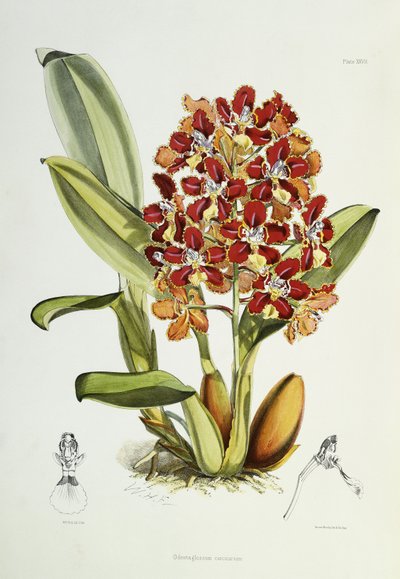 Odontoglossum coronarium, 1864-1874 - Walter Hood Fitch