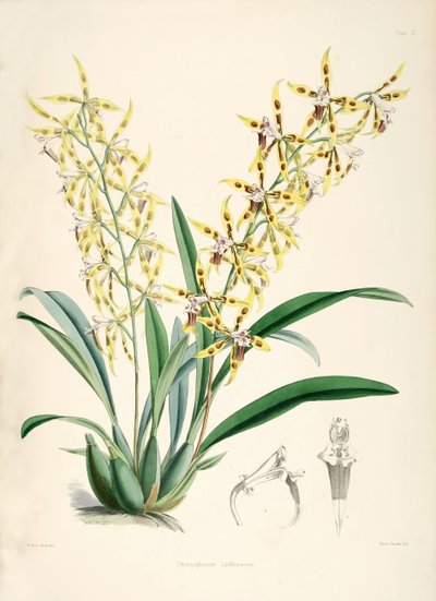 Odontoglossum lindleyanum - Walter Hood Fitch