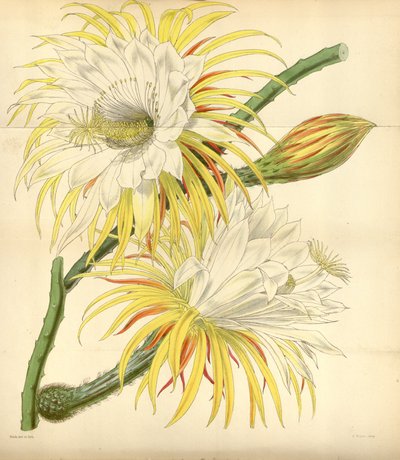 Selenicereus macdonaldiae - Walter Hood Fitch