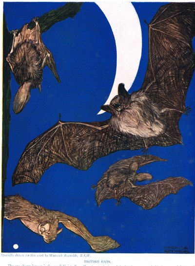 Chauves-souris britanniques, illustration de 