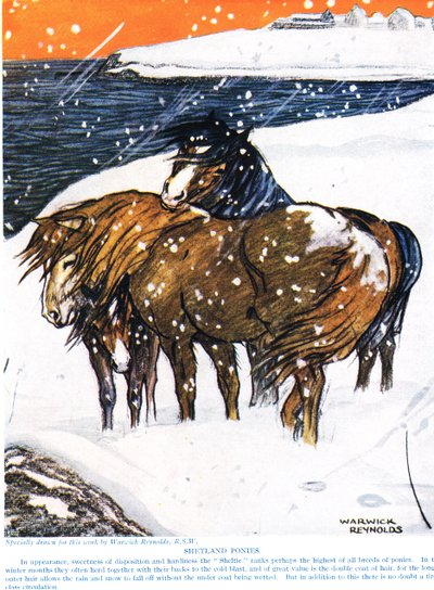 Poneys Shetland, illustration de 