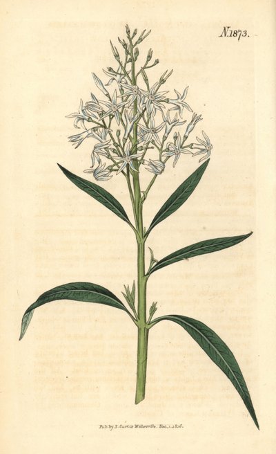 Amsonia bleue - Amsonia tabernaemontana var. salicifolia (Amsonia à feuilles de saule, Amsonia salicifolia). Gravure botanique coloriée à la main par Weddell, tirée du Curtis