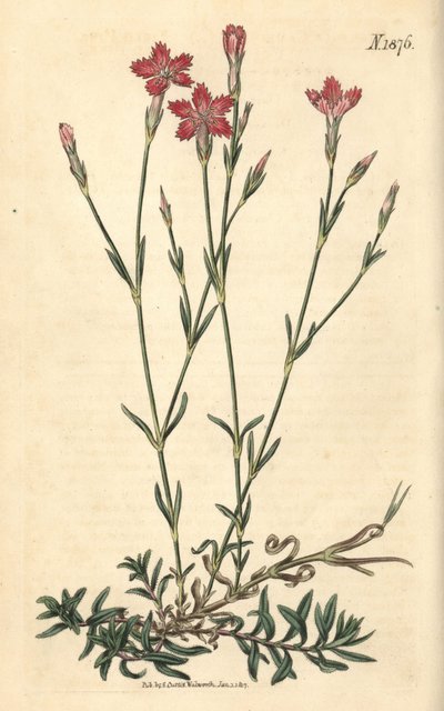Oeillet des champs - Dianthus campestris. Gravure botanique coloriée à la main par Weddell, tirée du Curtis