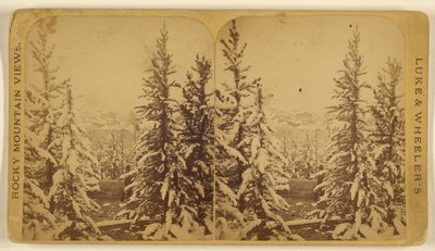 [Arbres enneigés, Leadville, Colorado] - Wellington O. Luke and Dansford Noble Wheeler