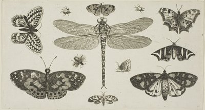 Une libellule, des coccinelles et des papillons, de Diversae Insectorum...Figurae - Wenceslaus Hollar