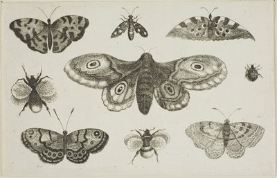 Un papillon de nuit, des papillons et des abeilles - Wenceslaus Hollar