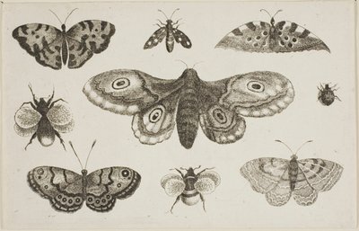 Un papillon de nuit, des papillons et des abeilles - Wenceslaus Hollar