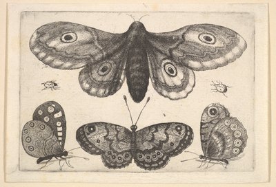 Un papillon de nuit, trois papillons et deux coléoptères, 1646 - Wenceslaus Hollar