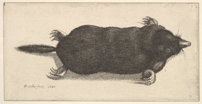Taupe morte - Wenceslaus Hollar