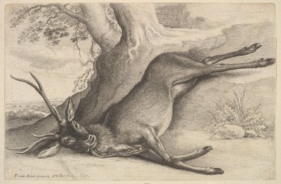 Cerf mort, 1646 - Wenceslaus Hollar