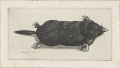Taupe morte - Wenceslaus Hollar