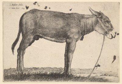 Âne, 1649 - Wenceslaus Hollar
