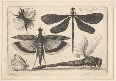 Libellules et un bourdon, 1646 - Wenceslaus Hollar