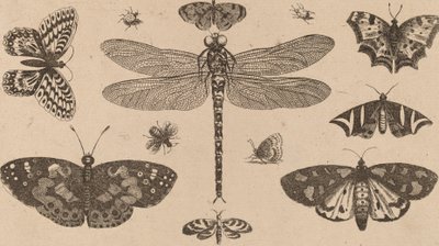 Libellule, coccinelles et papillons - Wenceslaus Hollar
