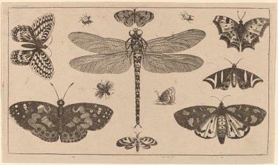 Libellule, coccinelles et papillons - Wenceslaus Hollar