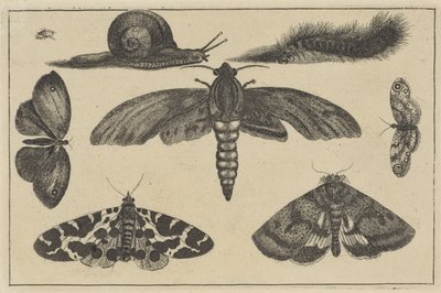 Trois mites, papillons, scarabée, escargot et chenille (Divers insectes) - Wenceslaus Hollar