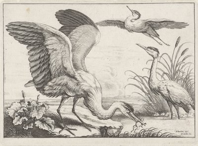 Trois hérons - Wenceslaus Hollar