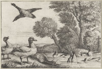 Canards - Wenceslaus Hollar