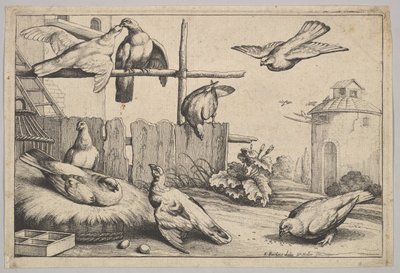 Huit colombes, 1625-1677 - Wenceslaus Hollar