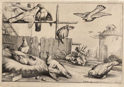 Huit colombes - Wenceslaus Hollar