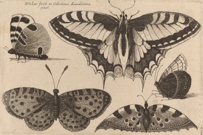 Cinq papillons, 1646 - Wenceslaus Hollar